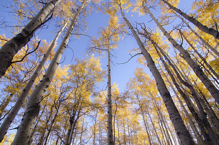 sky, mountain, fall, tree, plant, low angle view, tree trunk HD wallpaper