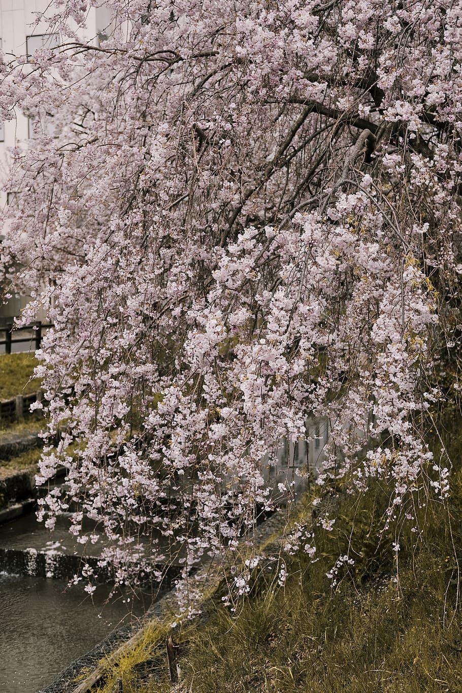 Pink Leafed Tree over the River, apple, blooming, branch, bright HD wallpaper