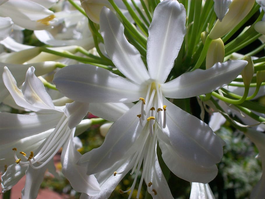 white, flower, nature, growth, beauty in nature, plant, close-up HD wallpaper