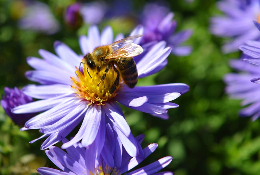 aster, bee, nature, garden, herbstaster, flowering plant, petal HD wallpaper