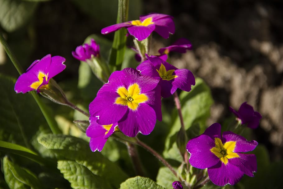 flower, macro, bloom, nature, garden, spring, flora, petals HD wallpaper