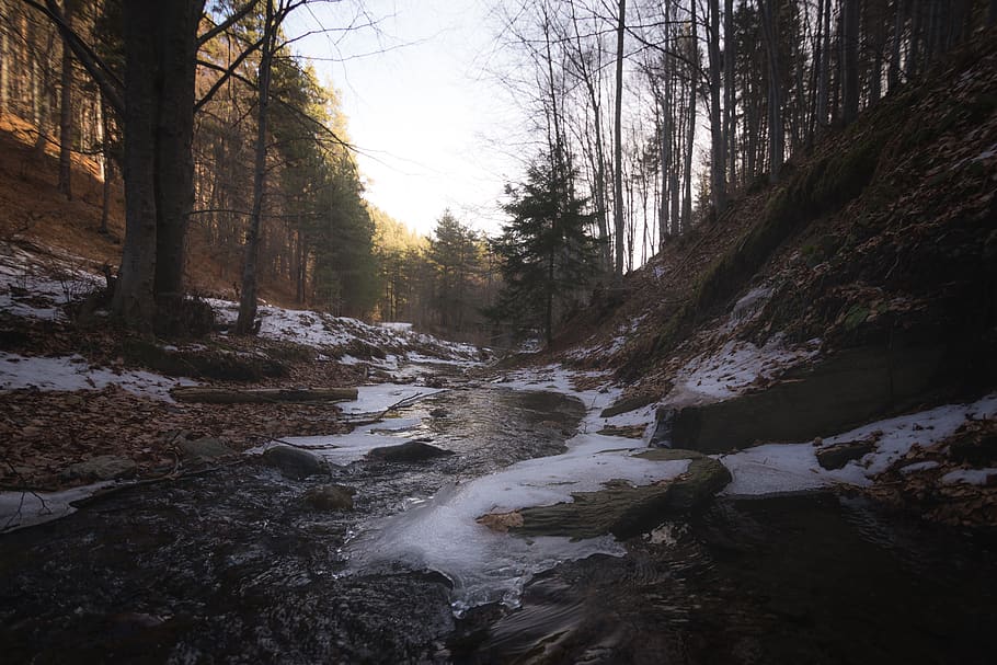 Ice on Forest Path, cold, daylight, environment, zing, frost HD wallpaper
