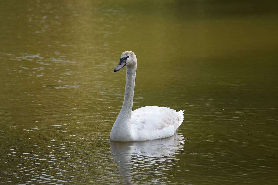 schwan, svan, swan, bird, nature, lake, water, white, mirroring HD wallpaper