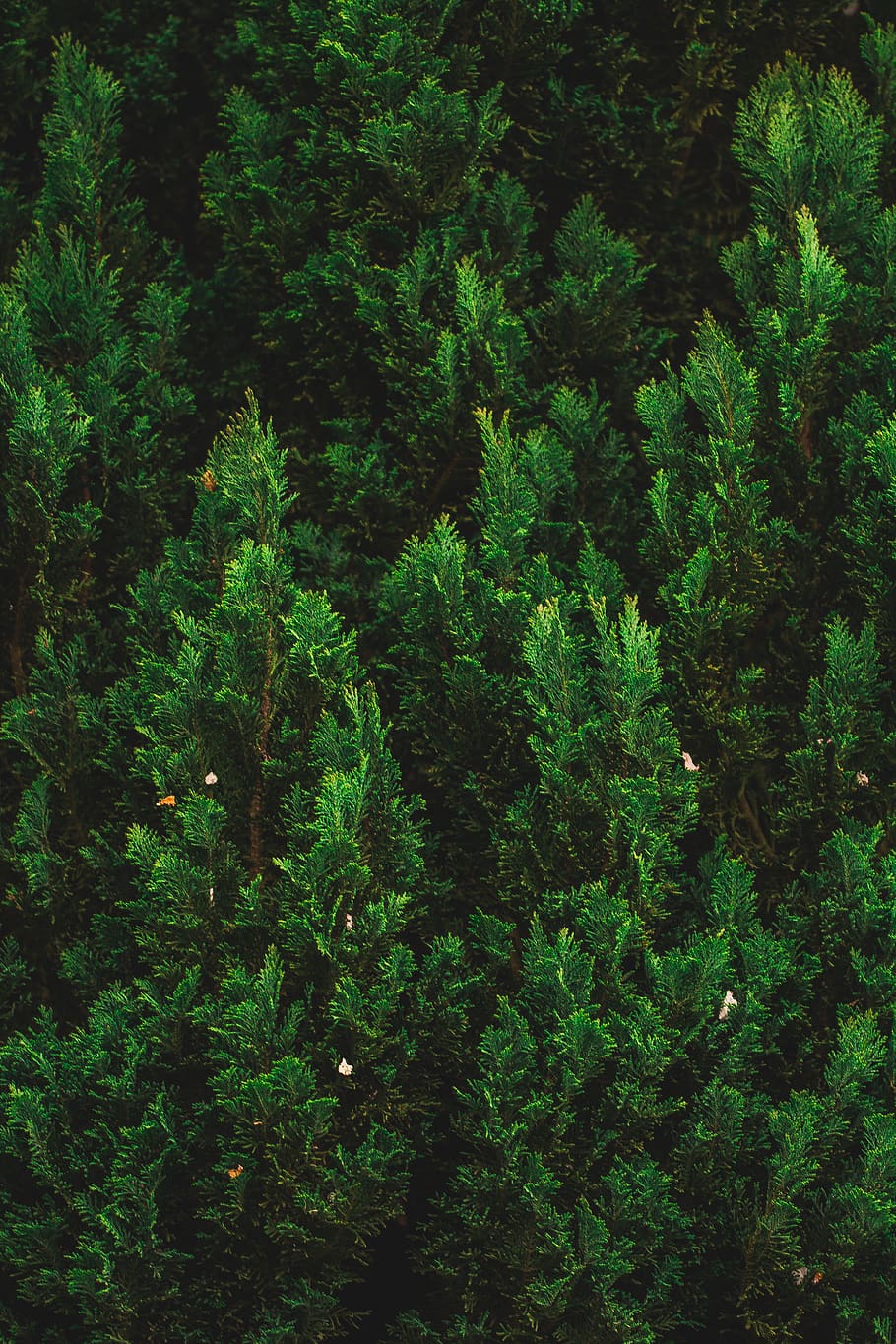 germany, lich, eberstadt, plant, green, white flake, nature HD wallpaper