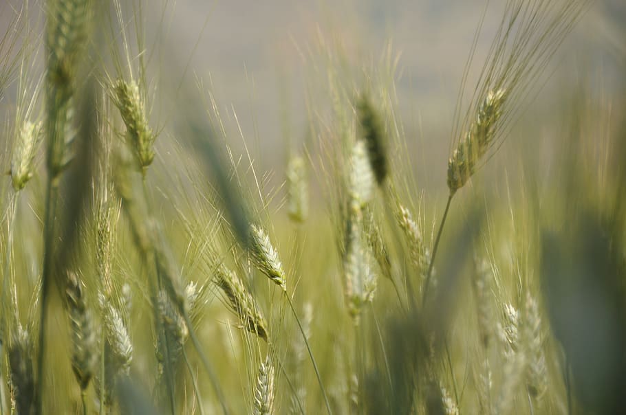 spike, agriculture, grain, cereal plant, crop, wheat, growth HD wallpaper