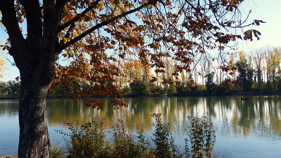 river, autumn, scenic, tree, water, plant, reflection, lake HD wallpaper