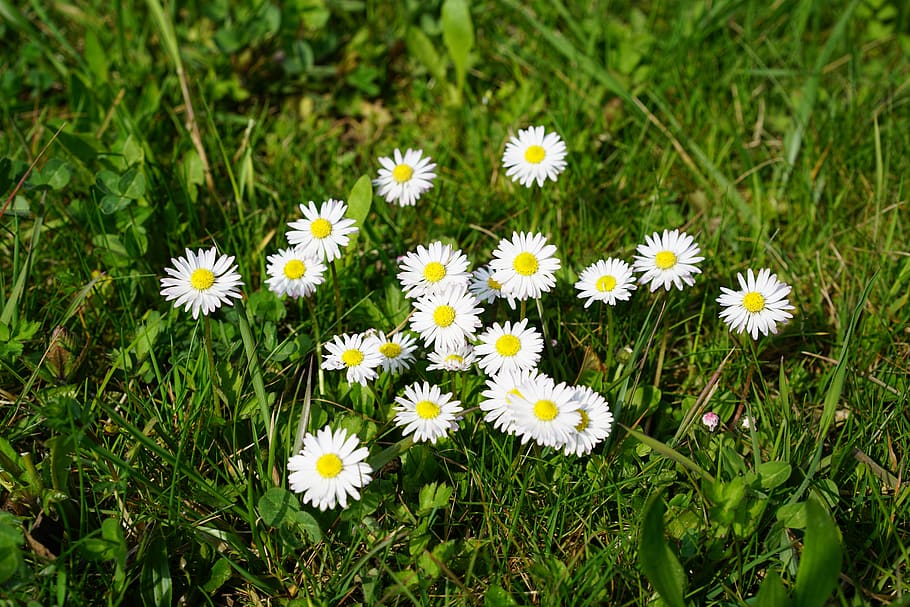 daisy, flower, blossom, bloom, bellis philosophy, multiannual daisy HD wallpaper