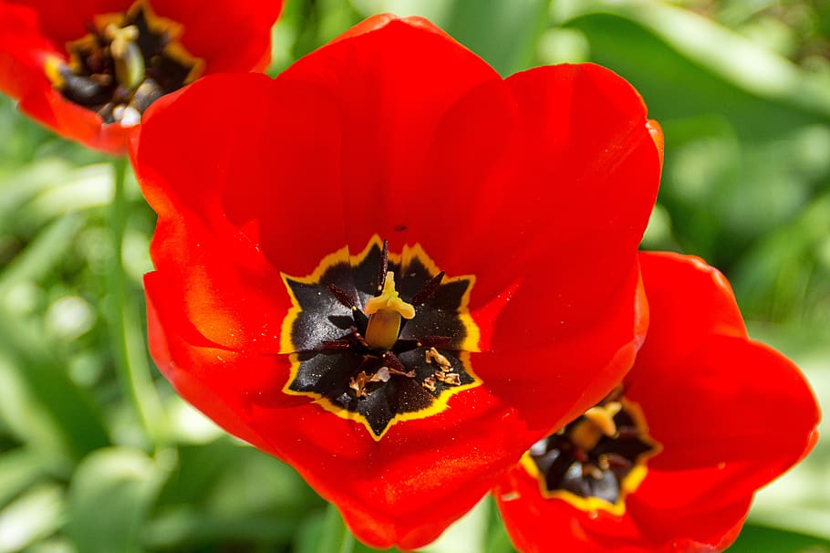 tulips, flowers, red, spring, close-up, plant, flowering plant HD wallpaper