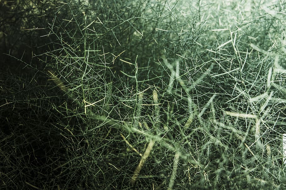 plant, full frame, backgrounds, growth, no people, green color HD wallpaper