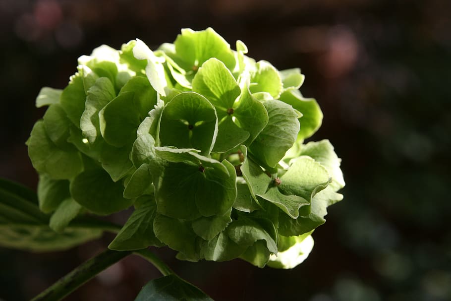 autumn, dry, hydrangea, blossom, bloom, green, trockenblume HD wallpaper