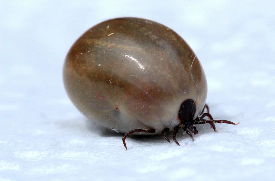 tick, macro, insect, animal, wild, nature, invertebrate, close-up HD wallpaper