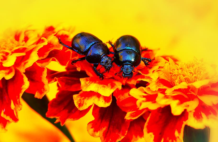 two black beetles, animal, invertebrate, insect, dung beetle HD wallpaper