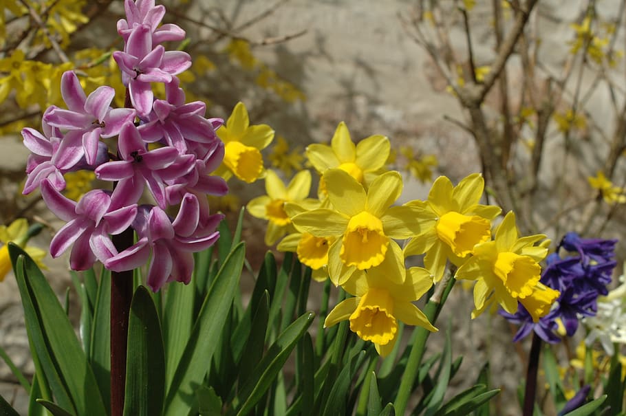 daffodil, spring, daffodils, flower, harbinger of spring, nature HD wallpaper