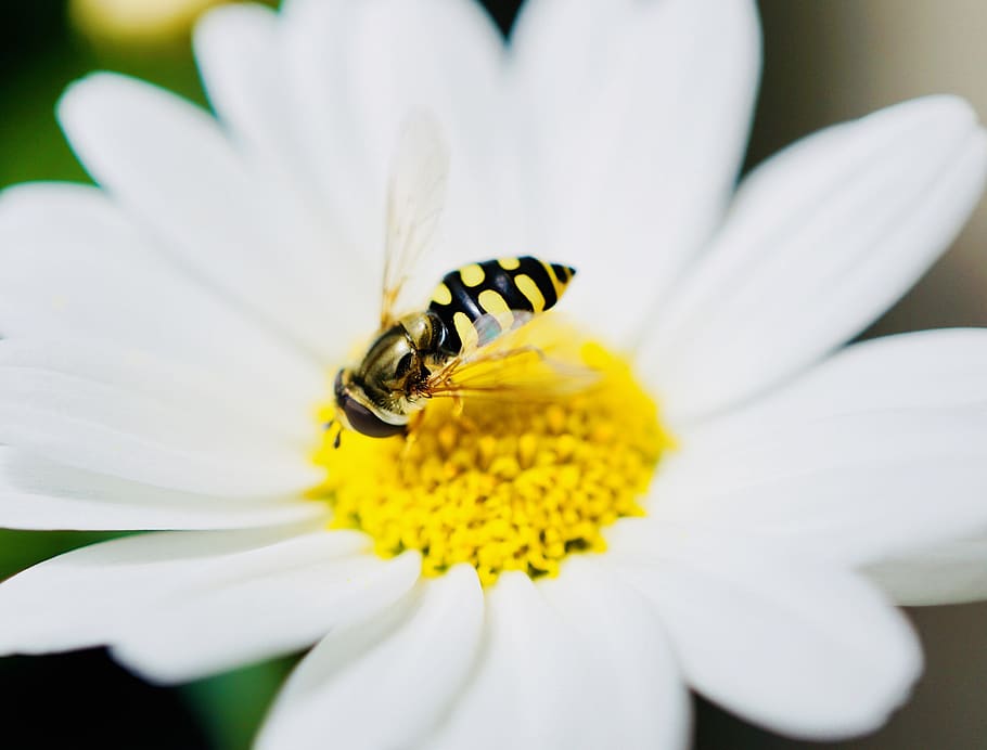insect, nature, bee, flower, pollen, summer, plant, flowering plant HD wallpaper