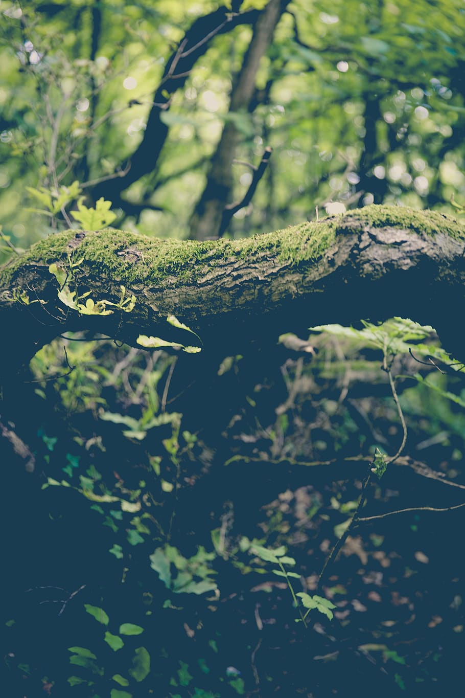 Mossy Trees, branches, colors, daylight, environment, forest HD wallpaper