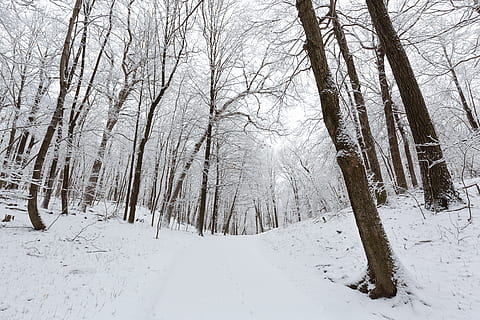 brown bare trees covered with snow during daytime, nature, outdoors HD wallpaper