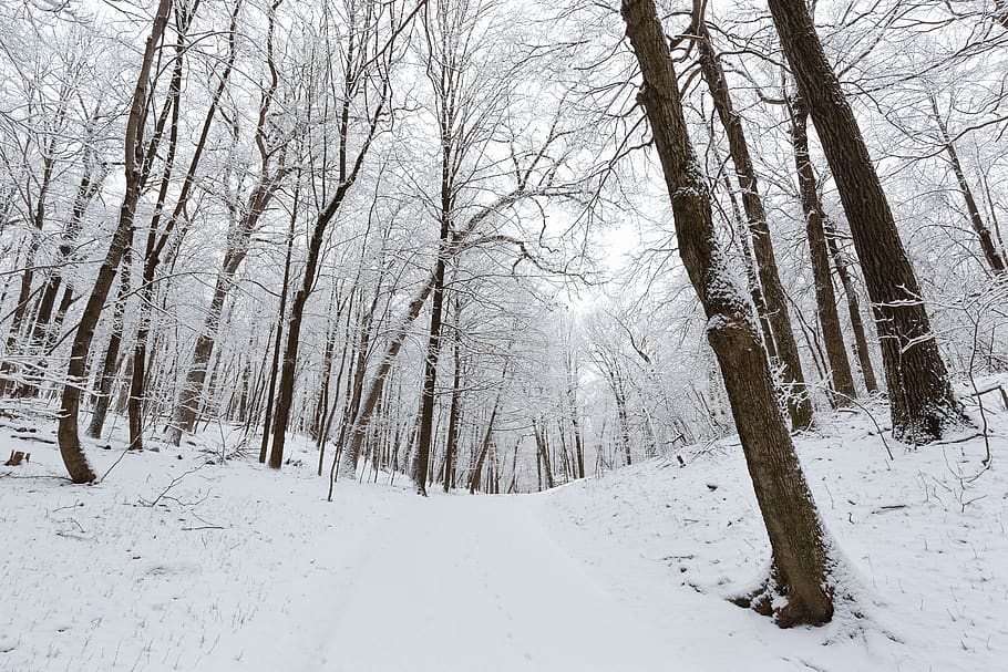 brown bare trees covered with snow during daytime, nature, outdoors HD wallpaper