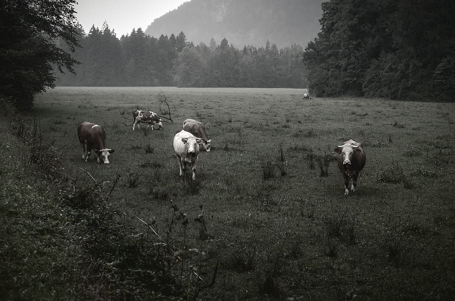 cows, meadow, fog, mist, rain, nature, landscape, animals, mood HD wallpaper