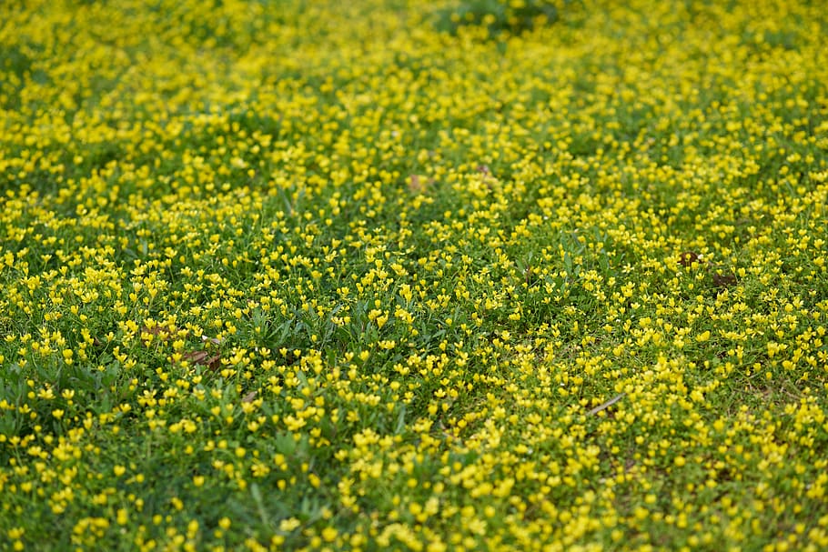 grass, daisies, spring, yellow, green, beautiful, great, daisy HD wallpaper