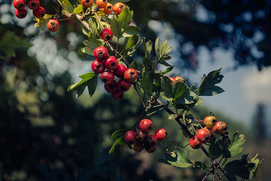 red fruits, plant, leaf, tree, flora, food, cherry, produce, summer time HD wallpaper
