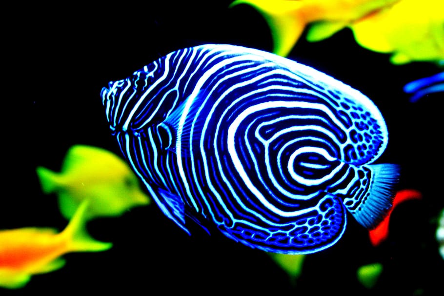 fish, sea life, animal, angelfish, mozambique, xai-xai, blue