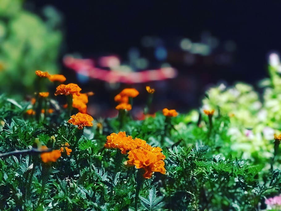 flower, plant, flowering plant, freshness, growth, vulnerability HD wallpaper