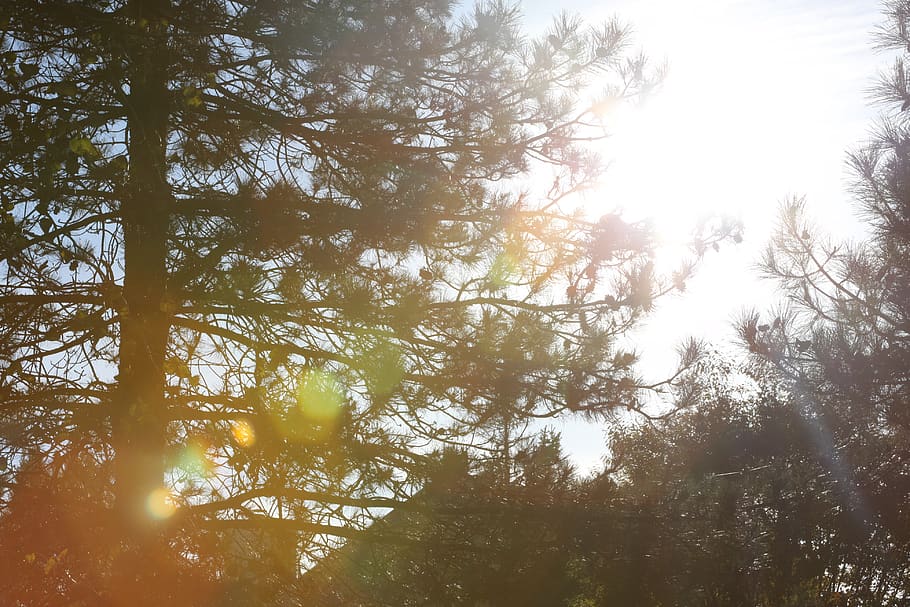 sparkle, sun, trees, plant, tranquility, beauty in nature, sky HD wallpaper