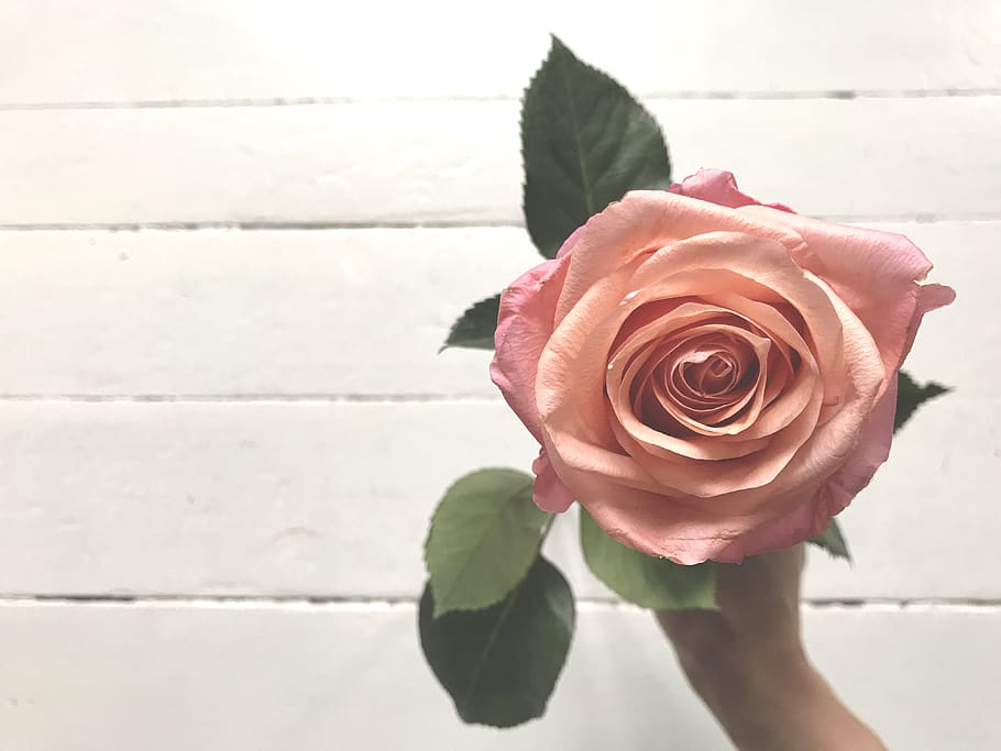 rose, flower, peach, pink, simple, flowering plant, rose - flower HD wallpaper