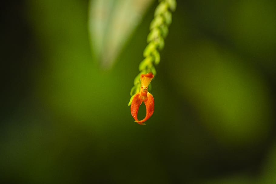 orchid, little, macro, closeup, close up, flower, red, orange HD wallpaper