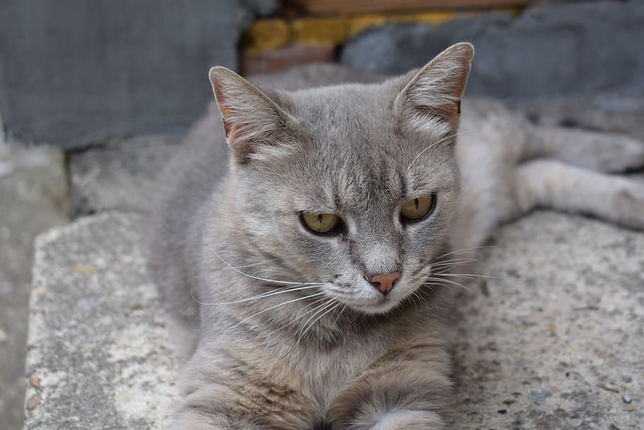 serbia, belgrade, domestic, mammal, cat, pets, domestic animals HD wallpaper