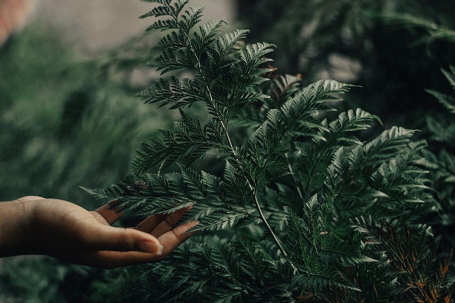 Shallow Focus Photography Of Person Holding Green Leafed Plant HD wallpaper