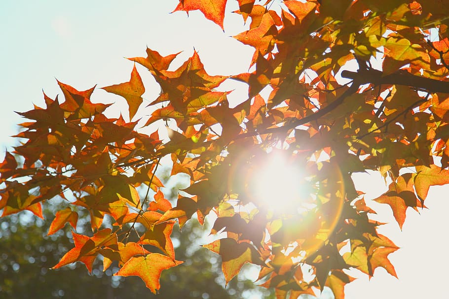 brown-leafed tree during day, plant, maple, sunlight, bird, animal HD wallpaper