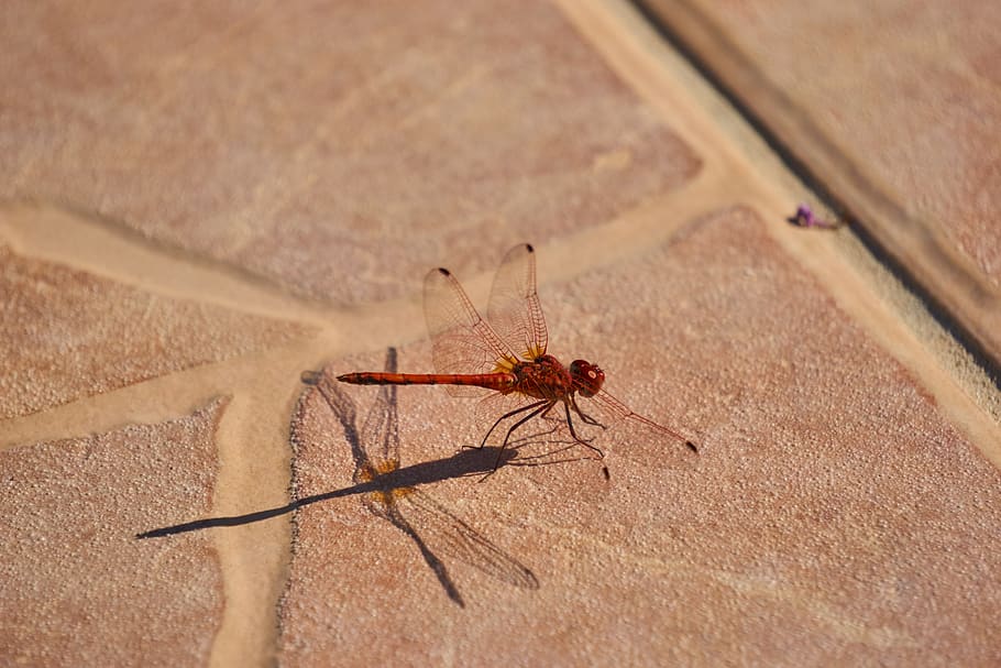 dragonfly, insect, macro, nature, wing, close up, animal, summer HD wallpaper