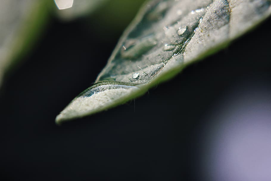 leaf, plant, lizard, reptile, animal, nature, green, snake HD wallpaper