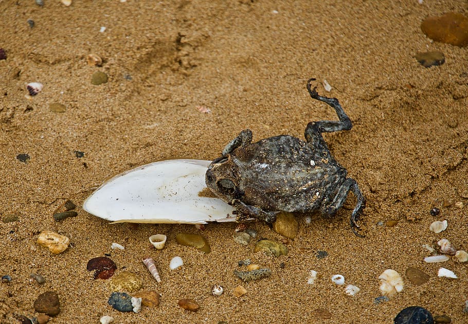 frog, beach, sand, cuttlefish, nature, animal, animal themes HD wallpaper