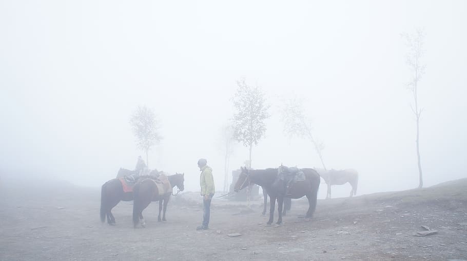 georgia, stepantsminda, trees, kazbegi, mist, mountain, hourses HD wallpaper
