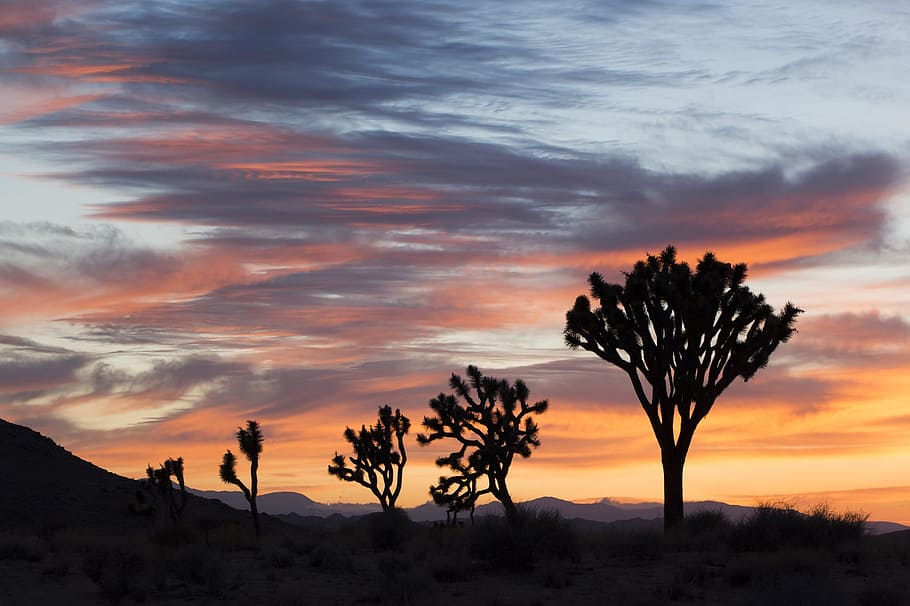 desert, sunset, nature, landscape, eve, evening, sky, cloud - sky HD wallpaper