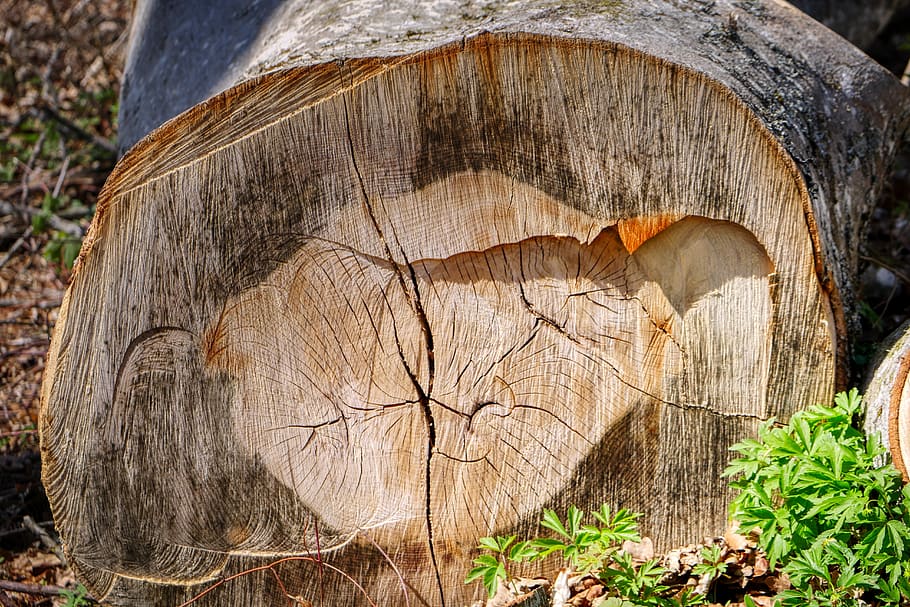 wood, section, tree, nature, forest, tribe, cut, pattern, annual rings HD wallpaper