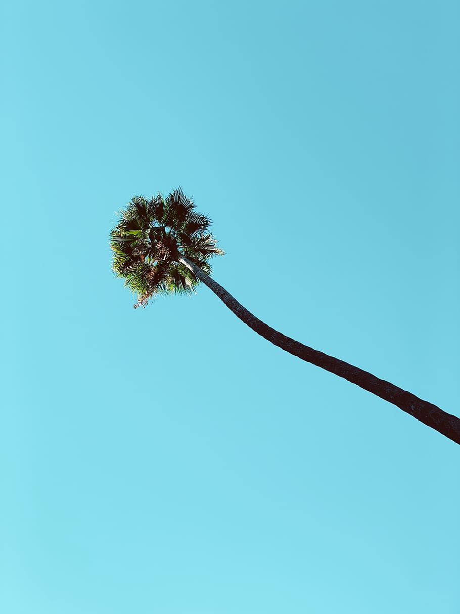 green palm tree, plant, arecaceae, blossom, flower, summer, tropical HD wallpaper