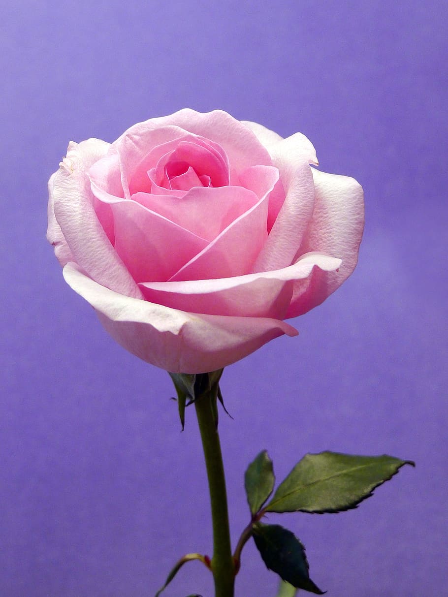 Purple Background with Pink Rose Bloom, pictures of flowers, pictures of roses, HD wallpaper
