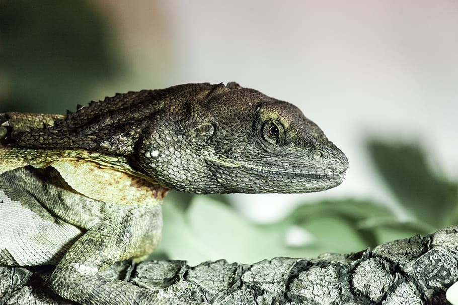 gray iguana, lizard, reptile, bokeh, blur, green, dragon, photoholgic, HD wallpaper