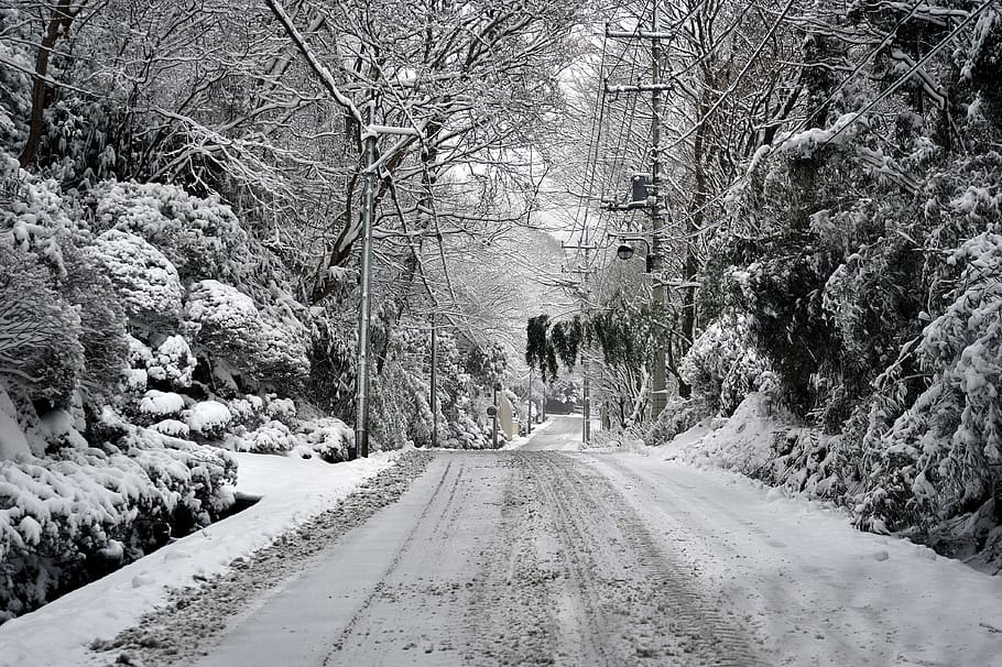 snow, natural, landscape, tree, direction, plant, the way forward HD wallpaper