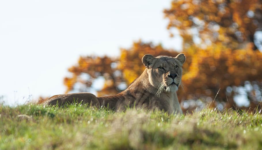 Online Crop Hd Wallpaper Lioness Resting Female Predator Nature Mammal Wildlife