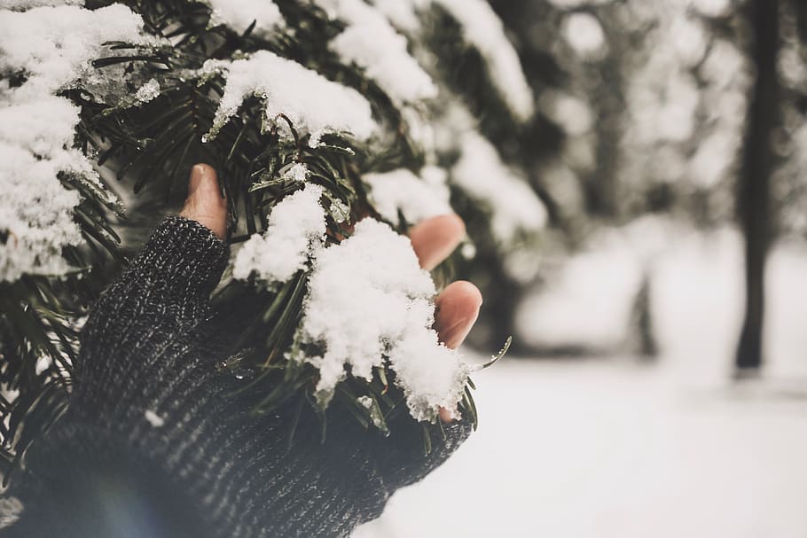 person holding pine tree with snow, apparel, clothing, outdoors, HD wallpaper