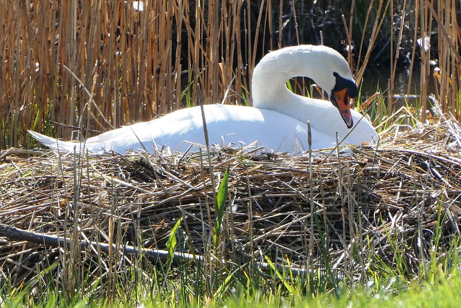 swan, nest, hatch, reed, bird, waterfowl, animal world, plumage HD wallpaper