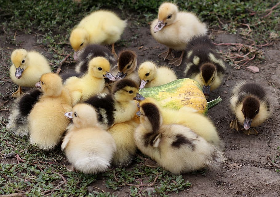 installments, small, fluffy, yellow, birds, cute, young animal HD wallpaper