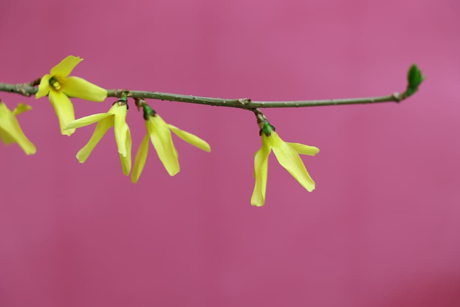 flowers, yellow, background, minimalism, nature, branch, gift HD wallpaper