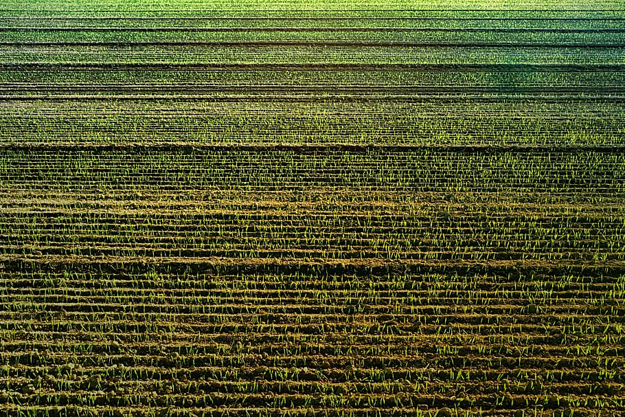 Фото зеленая линия