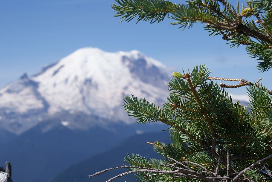 nature, tree, sky, winter, outdoors, landscape, pine, travel HD wallpaper