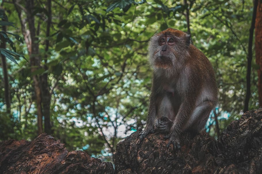 brown monkey sitting beside trees, animal, wildlife, malaysia HD wallpaper